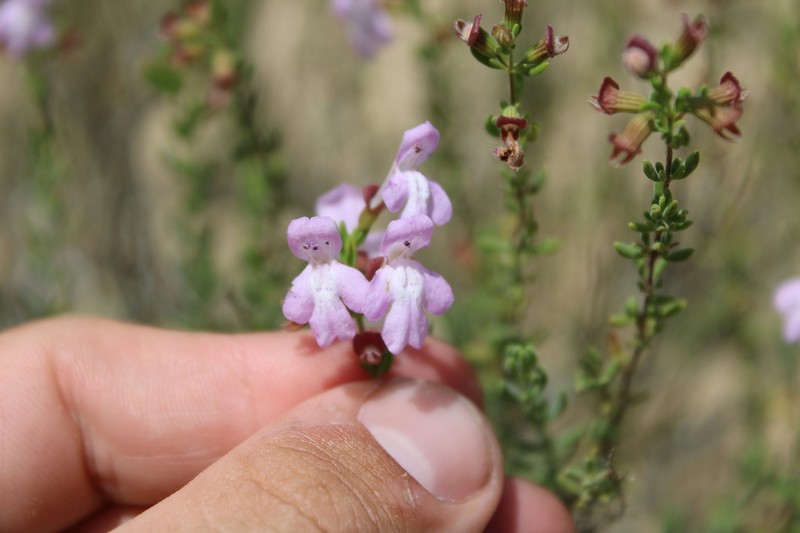 Ashe's Calamint