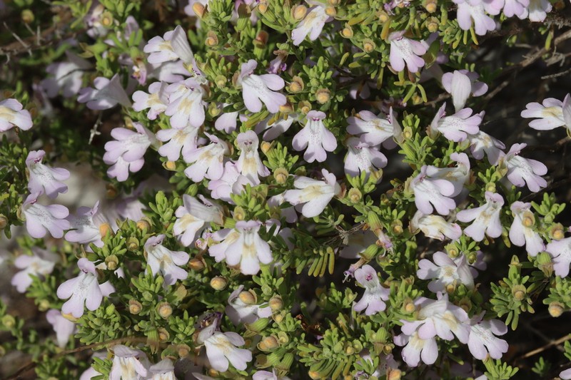 Ashe's Calamint photo 2