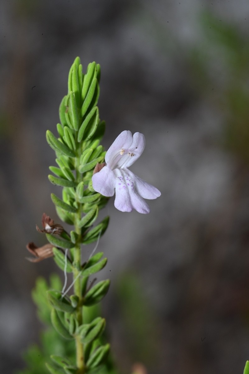 Ashe's Calamint photo 3