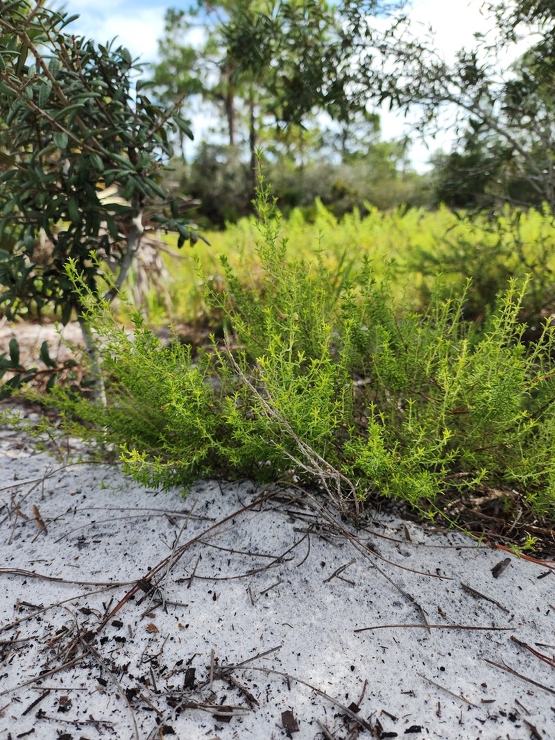 Ashe's Calamint photo 4