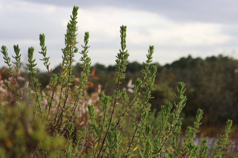 Ashe's Calamint photo 5