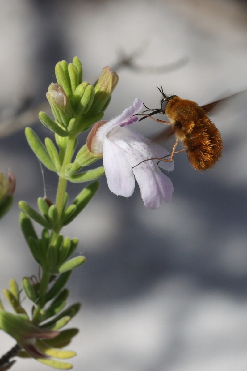 Ashe's Calamint photo 6
