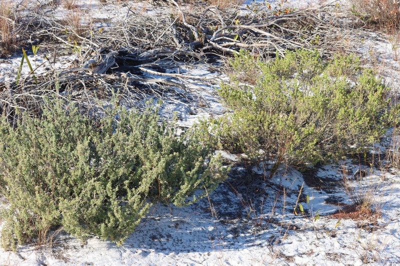 Ashe's Calamint photo 7
