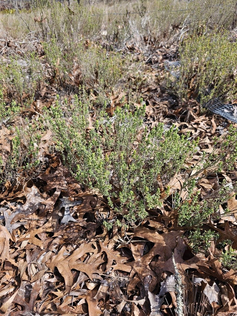 Ashe's Calamint photo 8
