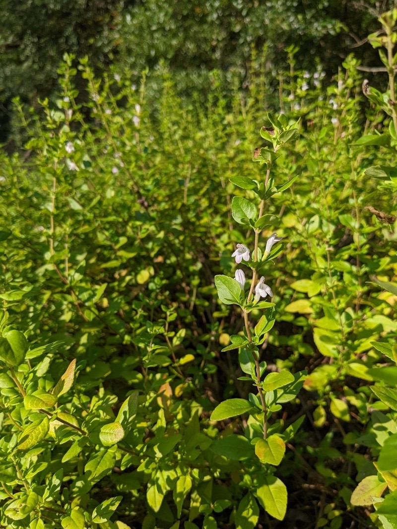 Georgia Calamint