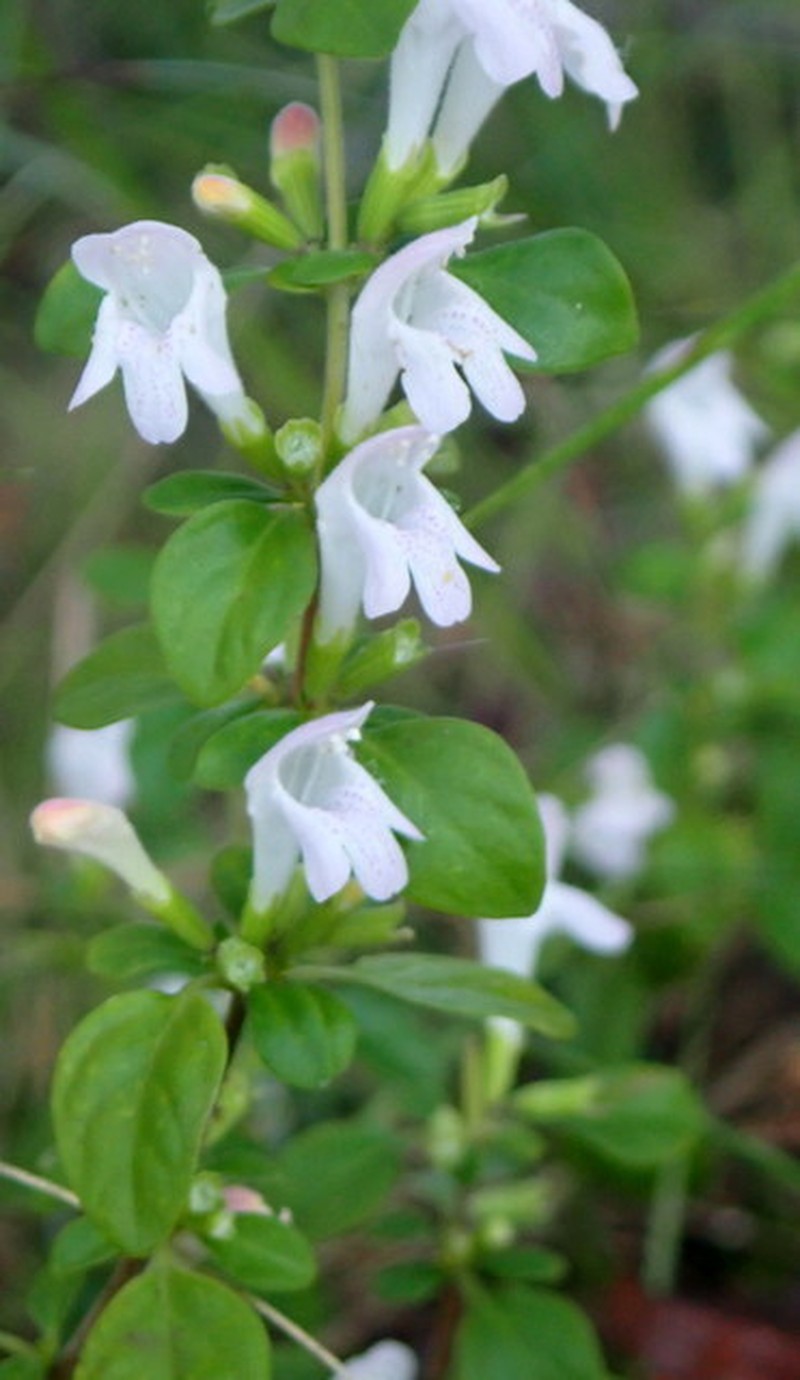 Georgia Calamint photo 2
