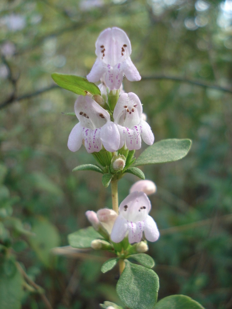 Georgia Calamint photo 3