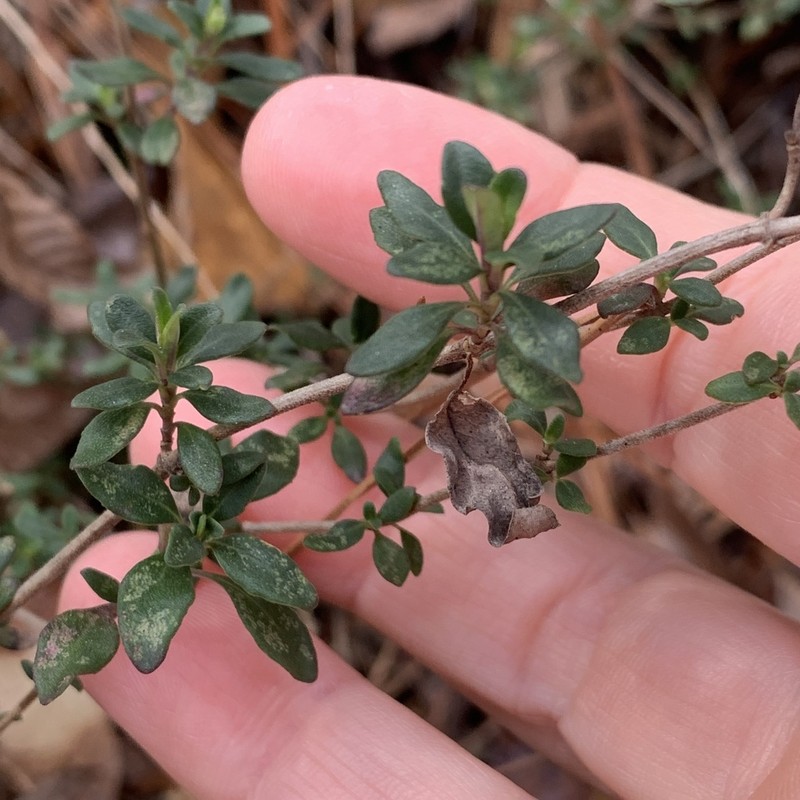 Georgia Calamint photo 4