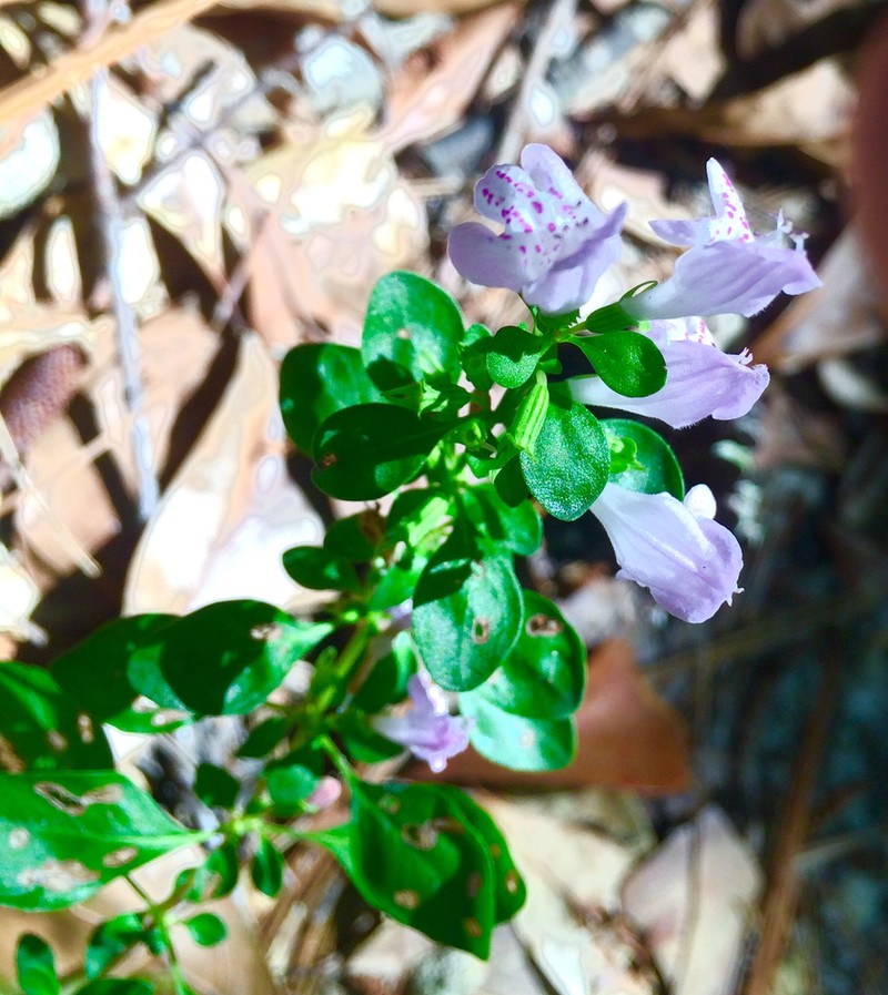Georgia Calamint photo 5