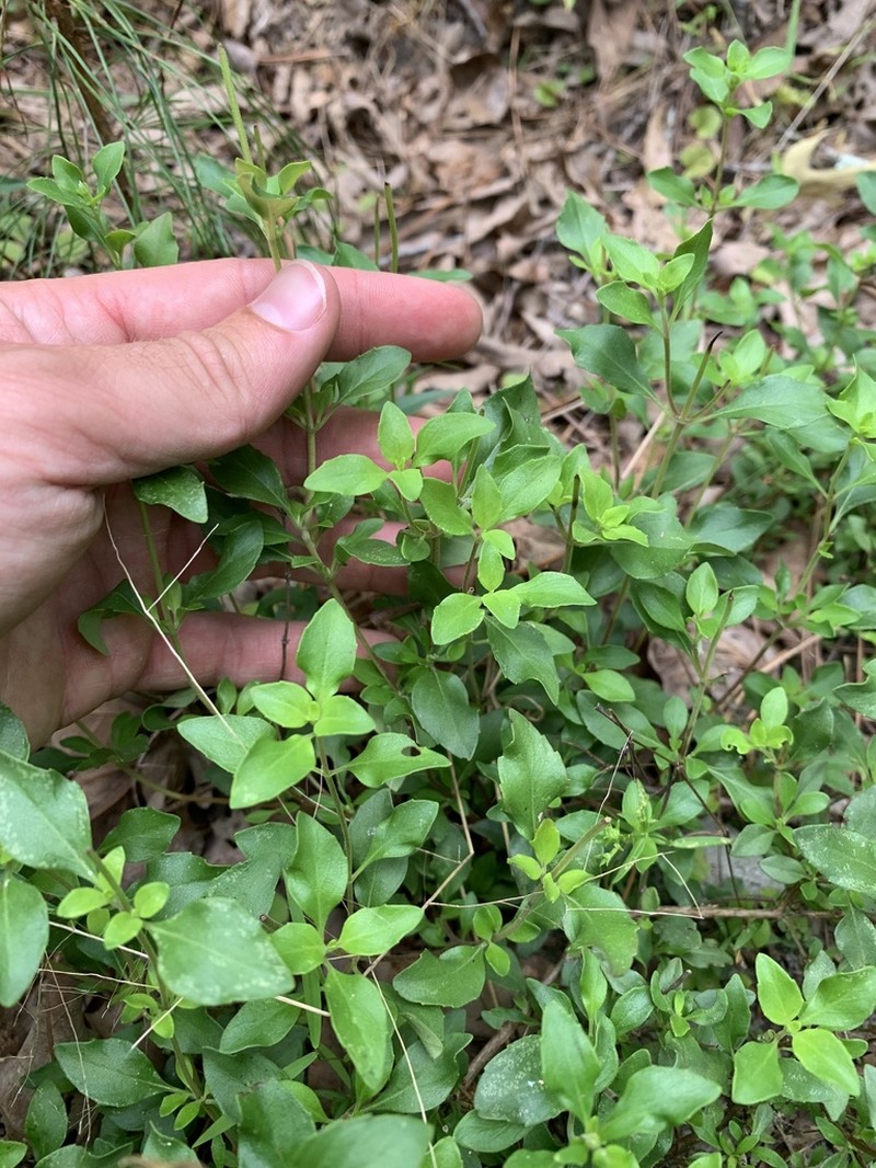 Georgia Calamint photo 6