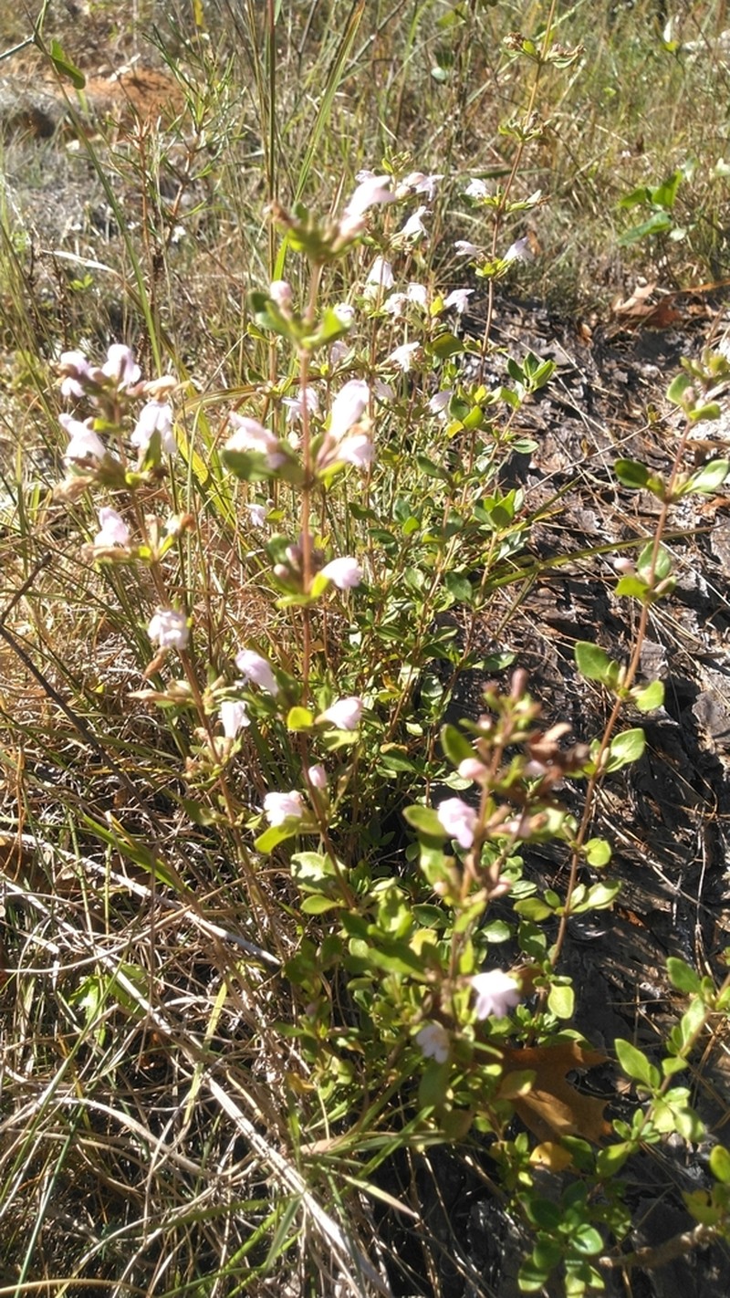 Georgia Calamint photo 7