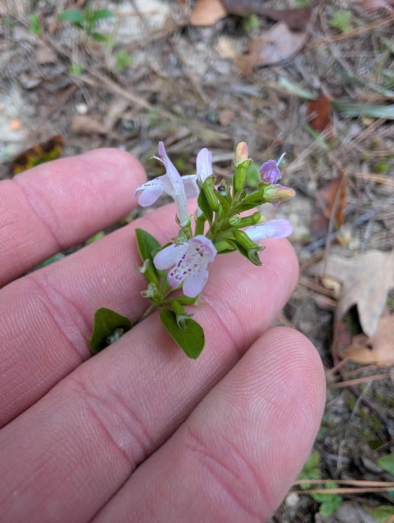Georgia Calamint photo 8