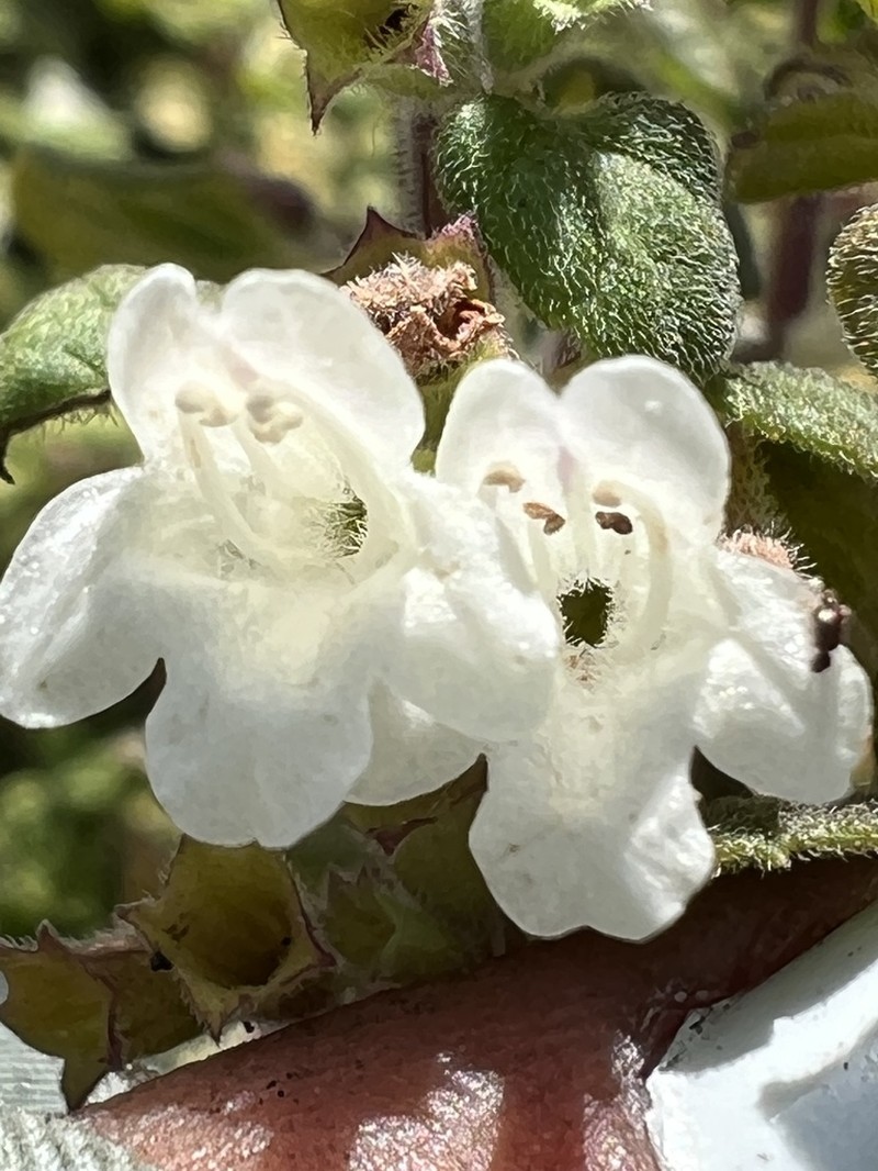 San Miguel Calamint