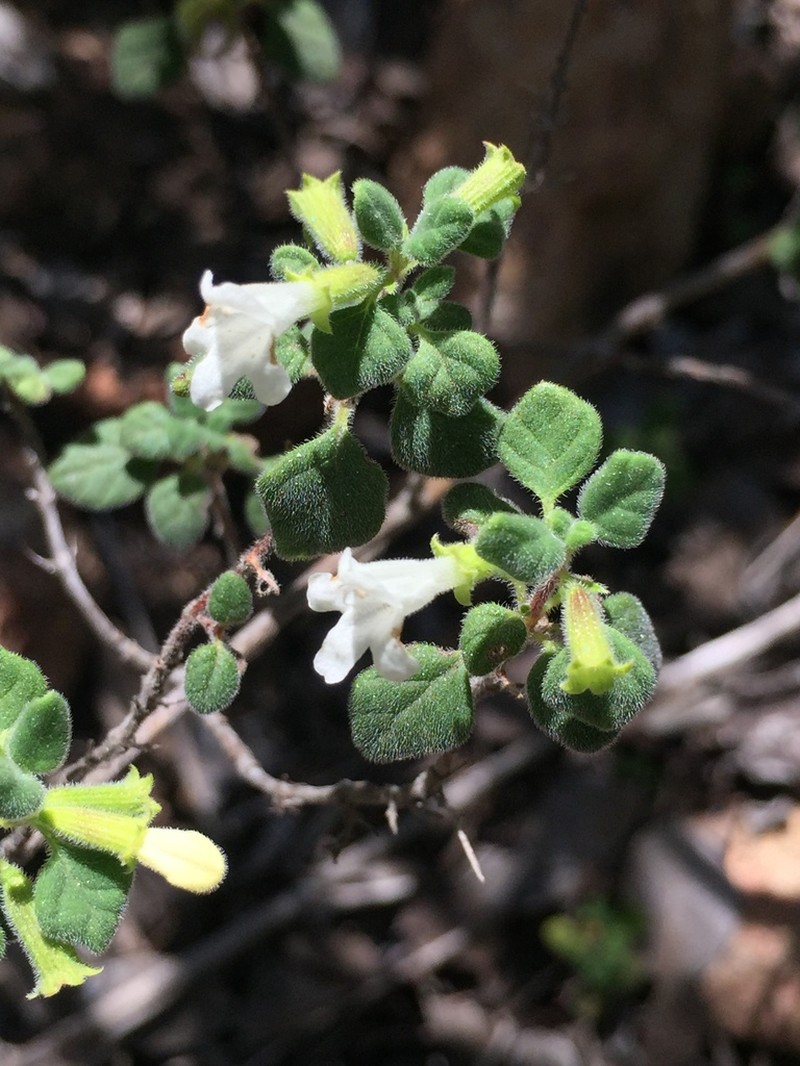 San Miguel Calamint photo 2