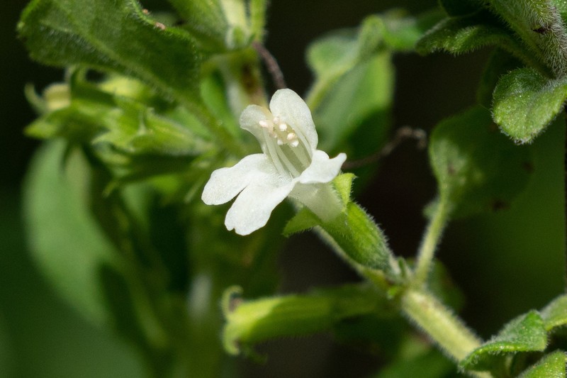San Miguel Calamint photo 3