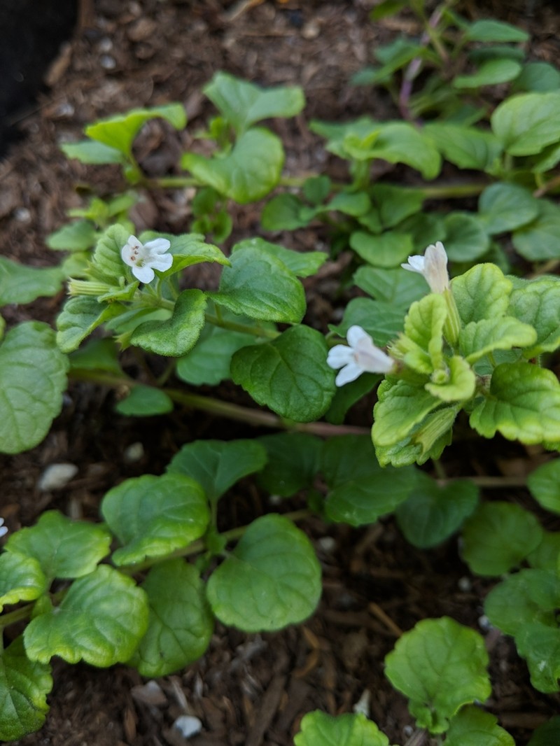 San Miguel Calamint photo 4