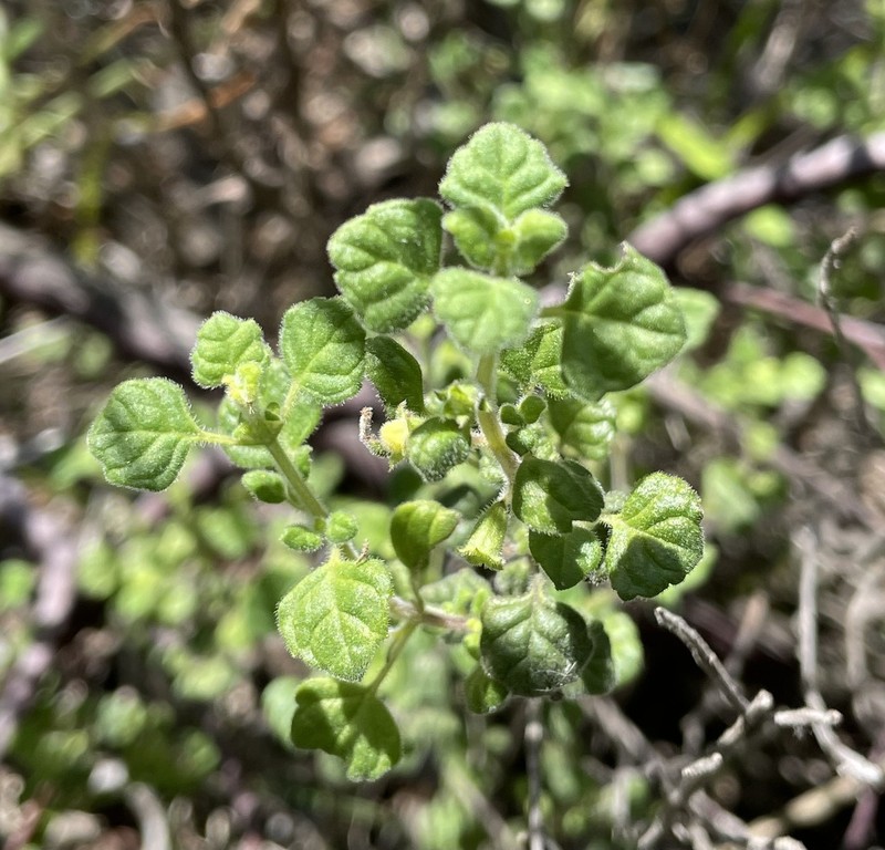 San Miguel Calamint photo 6