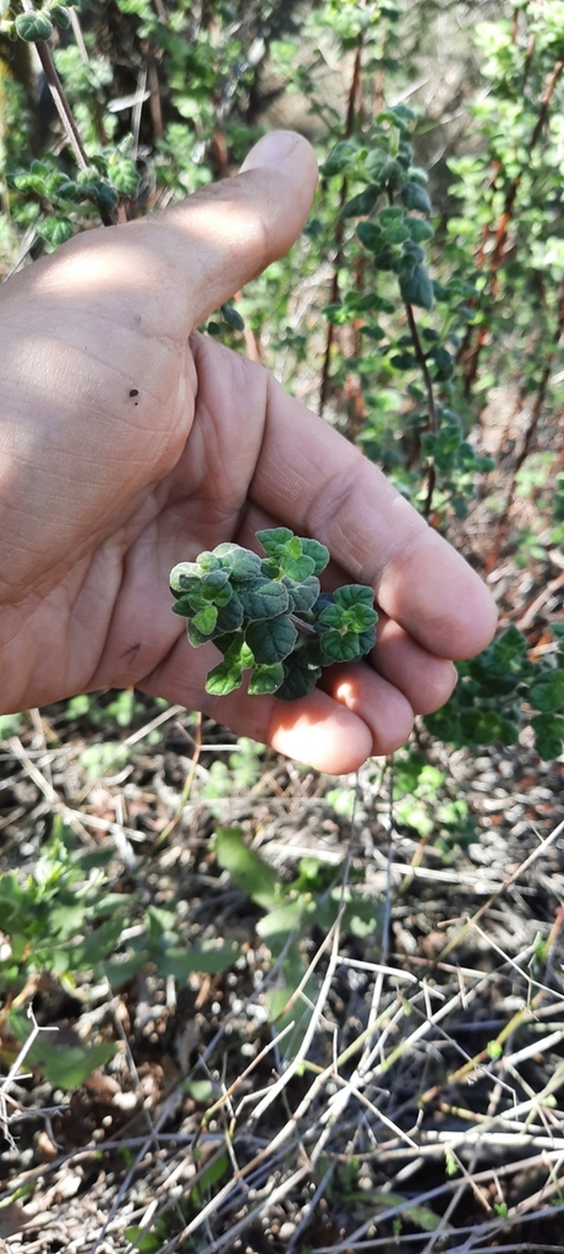 San Miguel Calamint photo 7