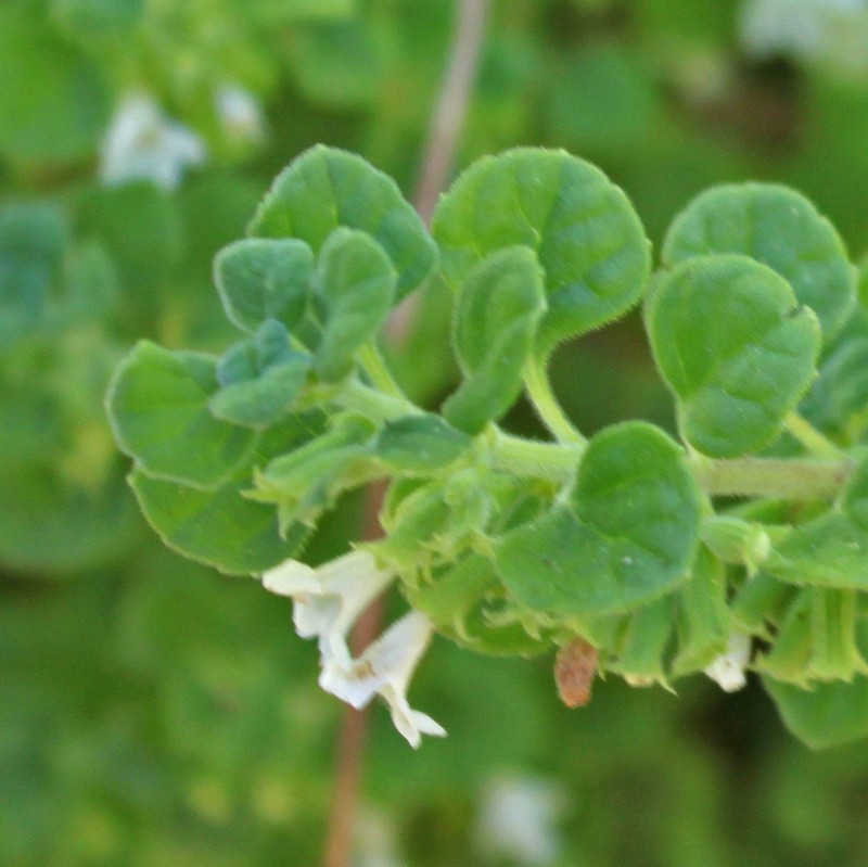 San Miguel Calamint photo 8