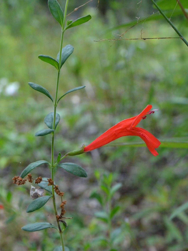 Scarlet Calamint