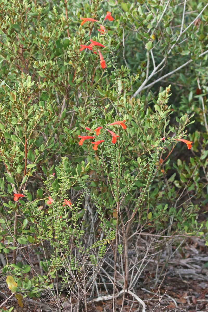 Scarlet Calamint