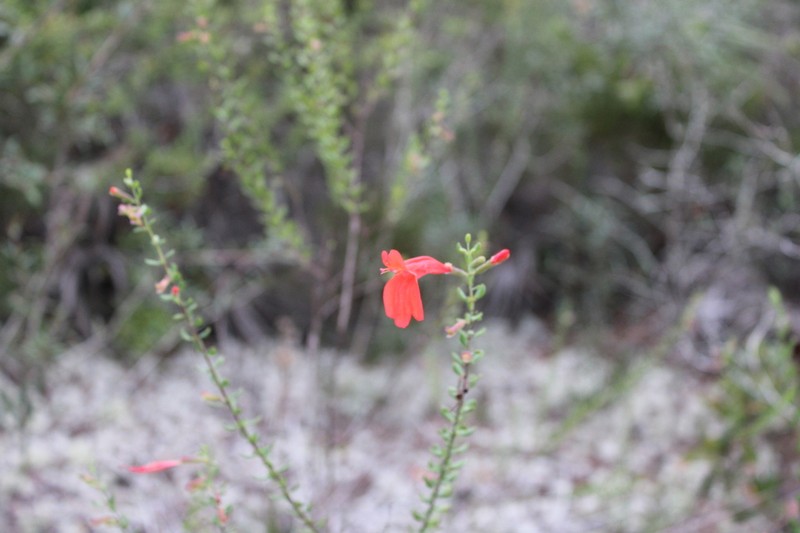 Scarlet Calamint photo 2