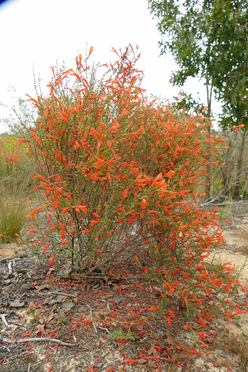 Scarlet Calamint photo 3