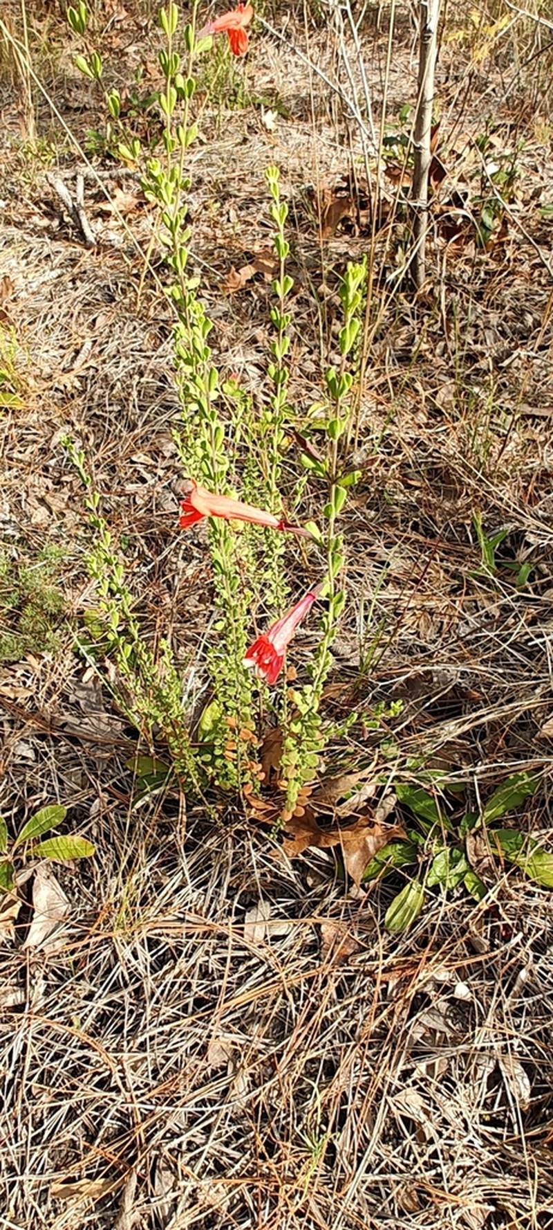 Scarlet Calamint photo 4