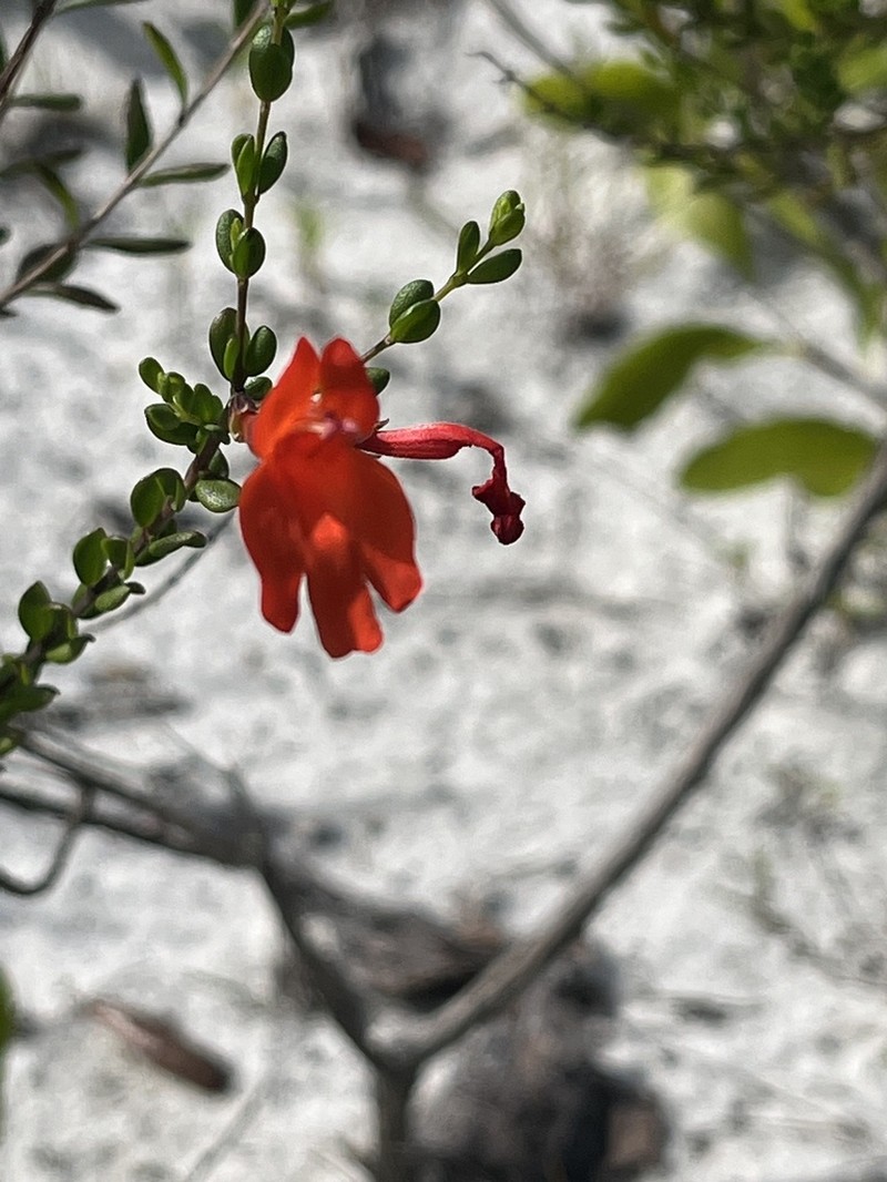 Scarlet Calamint photo 5