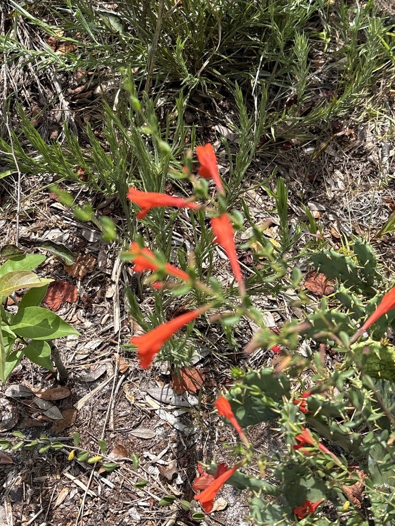 Scarlet Calamint photo 6