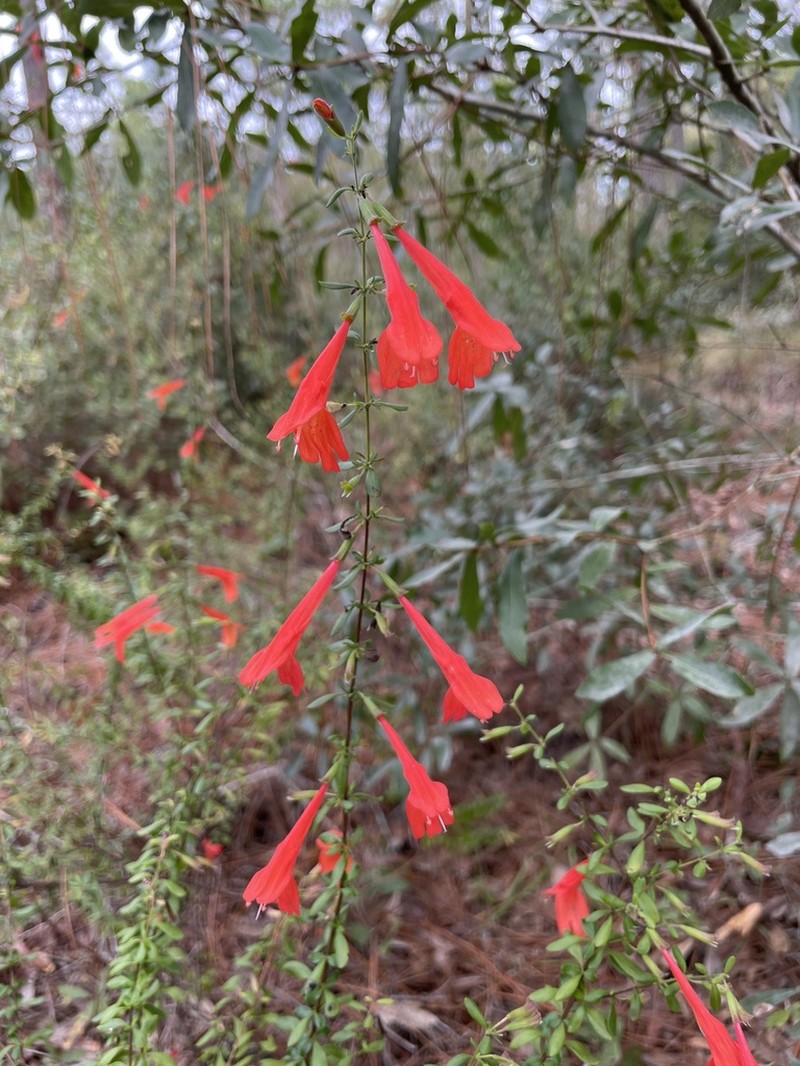Scarlet Calamint photo 7