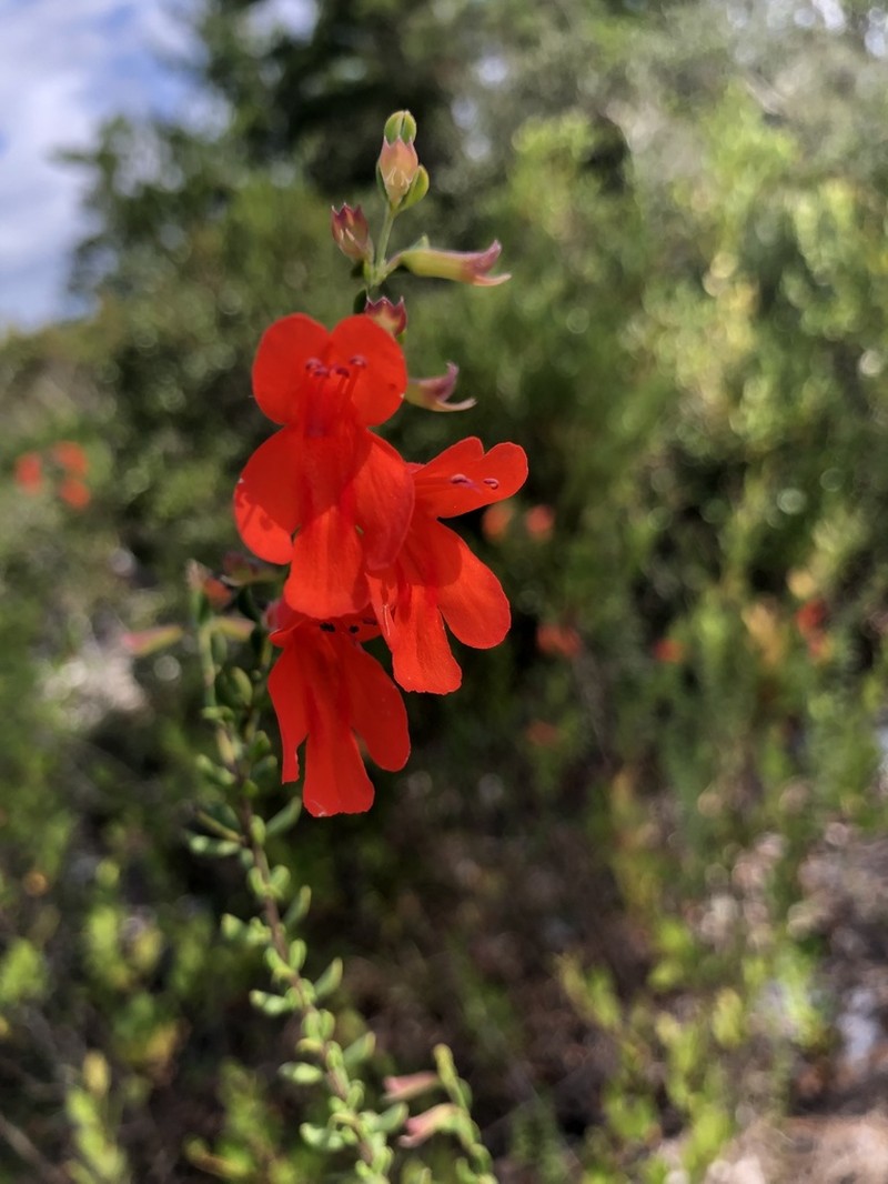 Scarlet Calamint photo 8