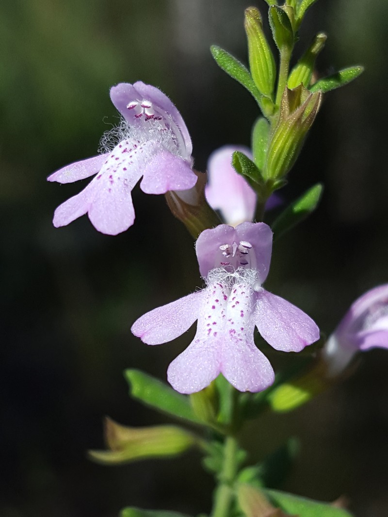 Florida Calamint