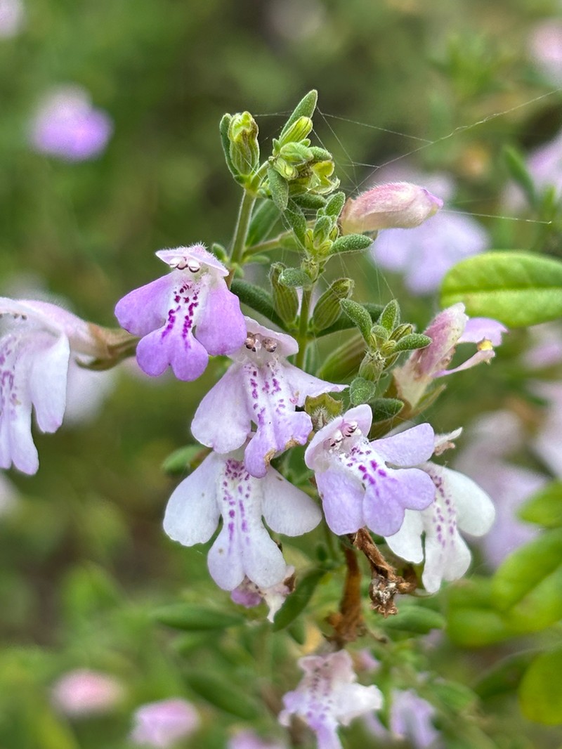 Florida Calamint