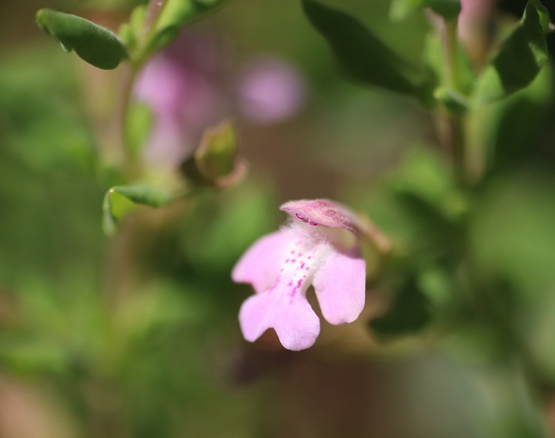 Florida Calamint photo 2