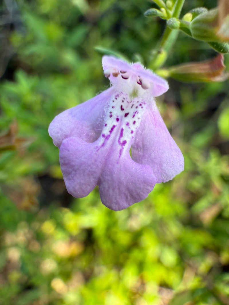 Florida Calamint photo 3