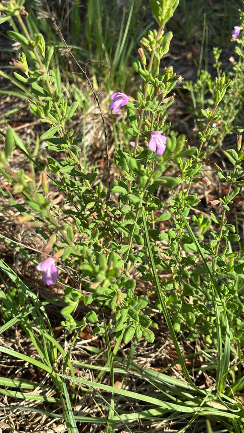 Florida Calamint photo 4