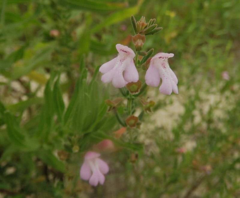 Florida Calamint photo 5
