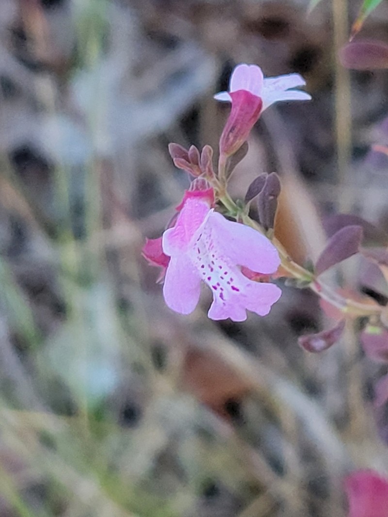 Florida Calamint photo 6
