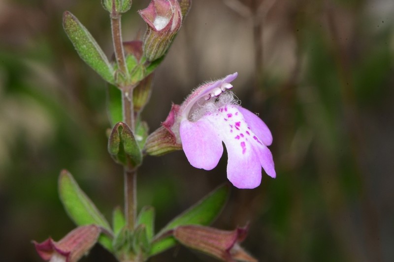 Florida Calamint photo 7