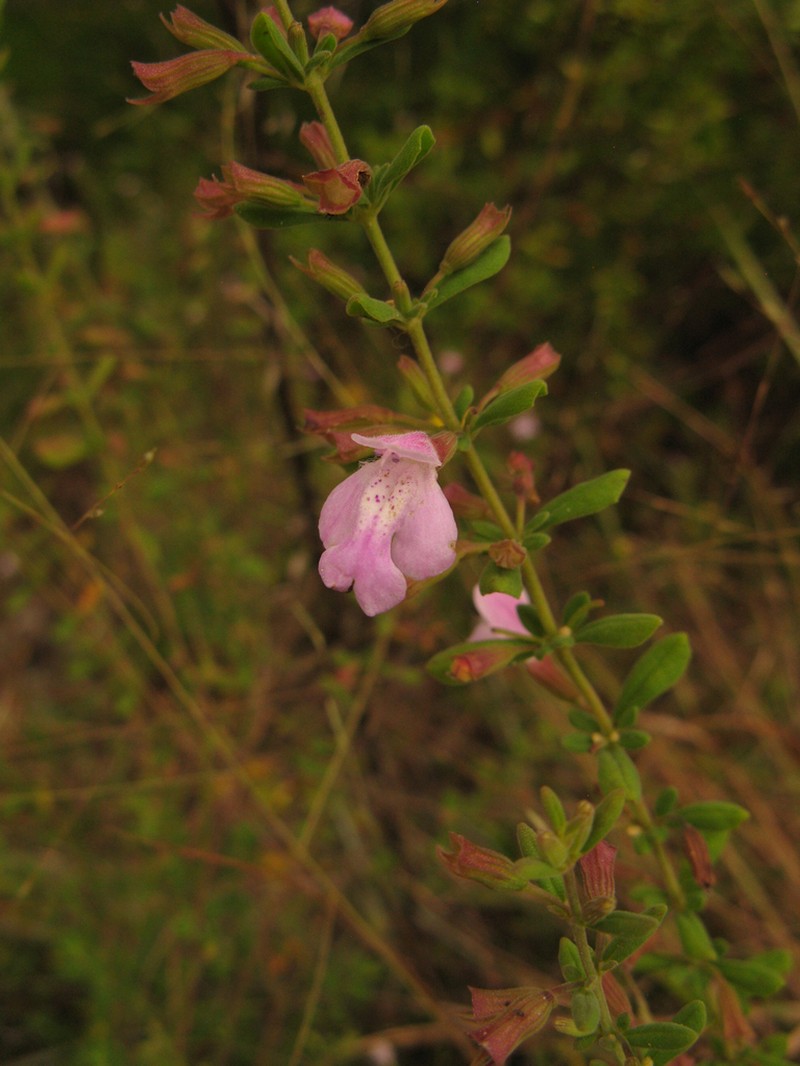 Florida Calamint photo 8