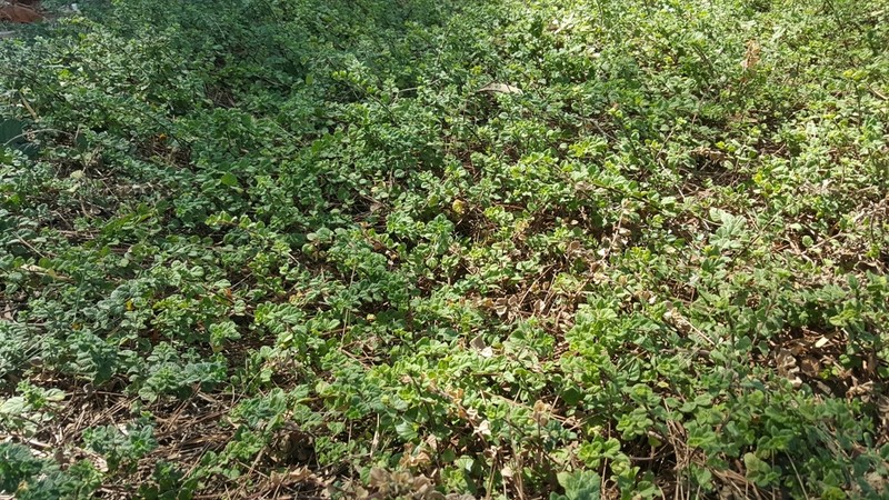 Yerba Buena