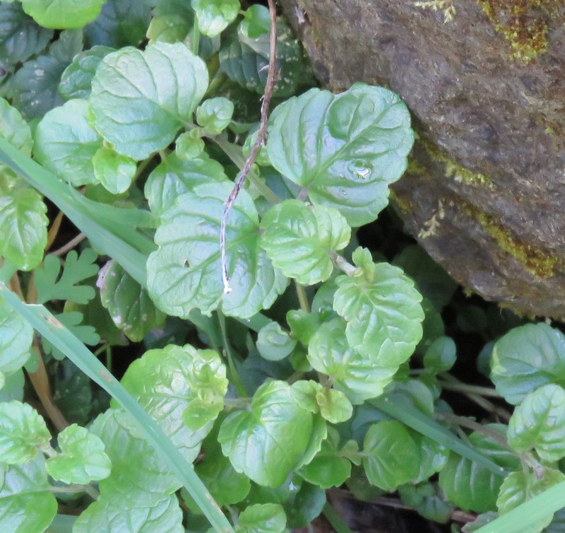 Yerba Buena photo 2