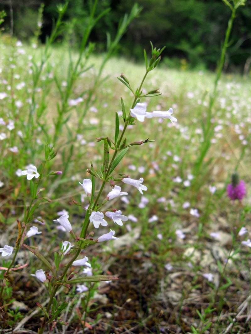 Ozark Calamint