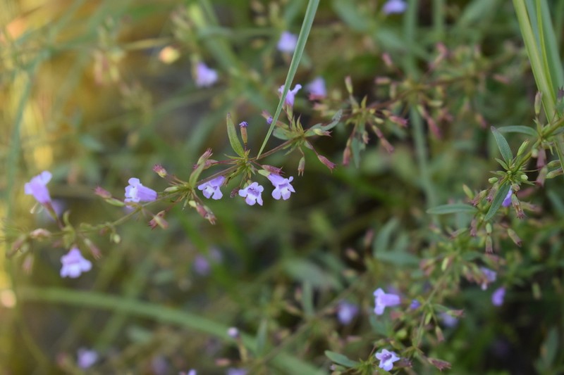 Ozark Calamint
