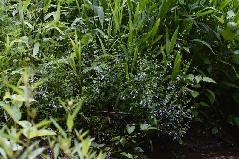 Ozark Calamint photo 2