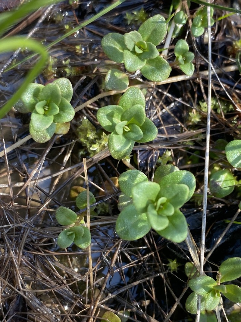 Ozark Calamint photo 3