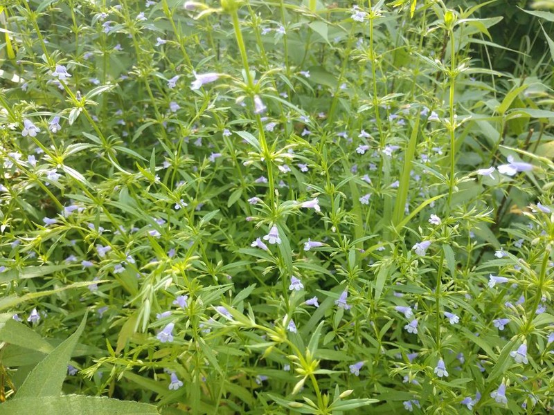 Ozark Calamint photo 4