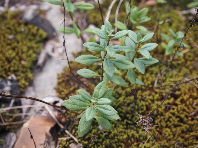 Ozark Calamint photo 5