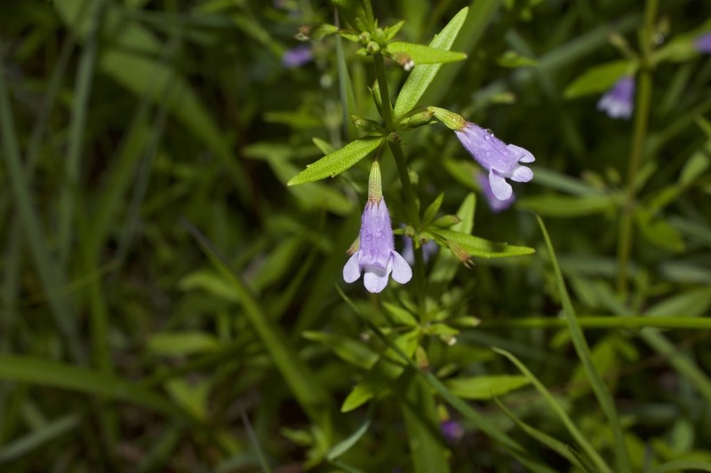 Ozark Calamint photo 6